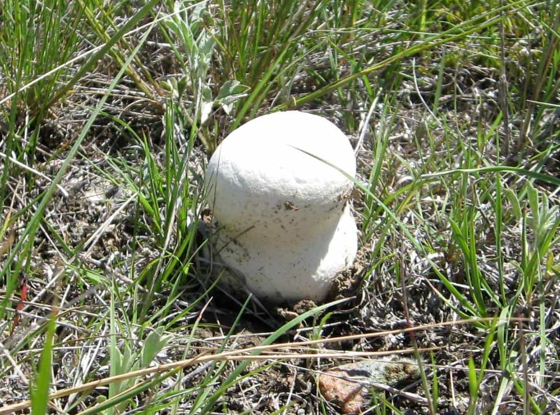 Blown up Marshmallow