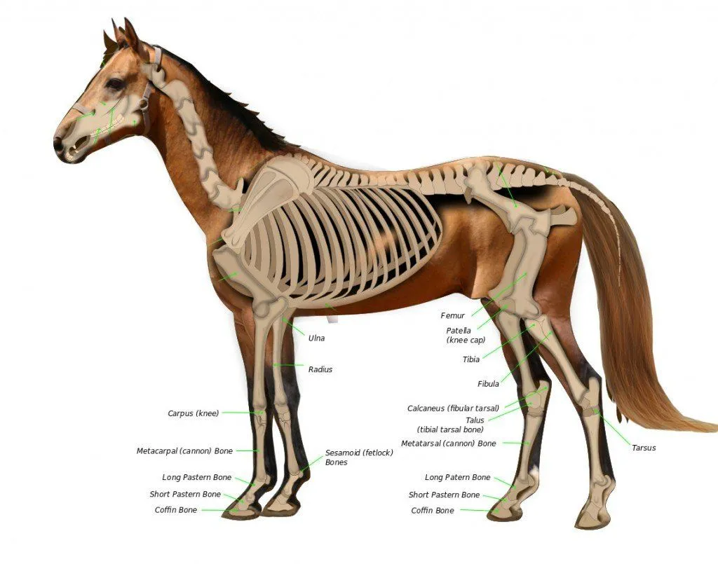 A horse has many bones in its legs.