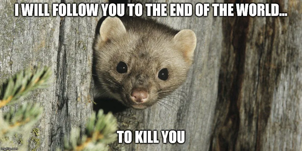 Weasel: Facts You Should Know Before Getting A Weasel