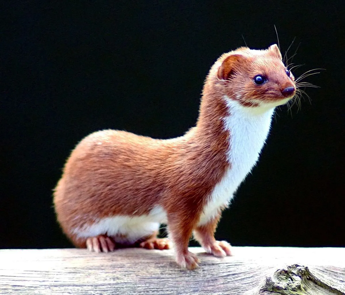 A weasel (Photo Credit : Wikipedia Commons)