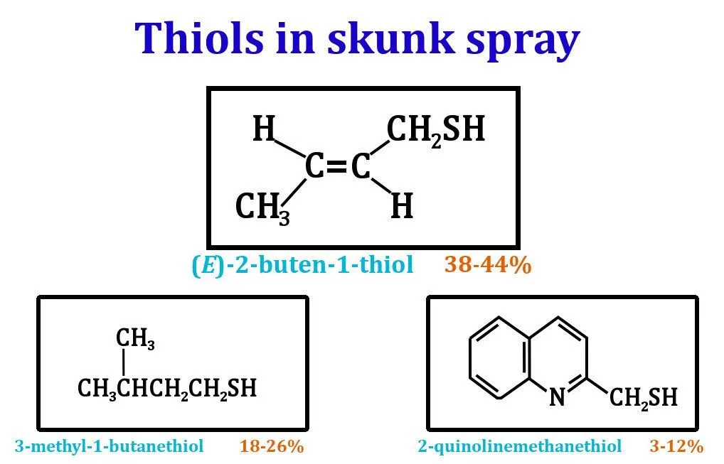 Skunk Spray: Why Do Skunks Smell So Bad?