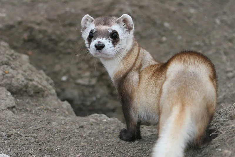 Weasel habitat