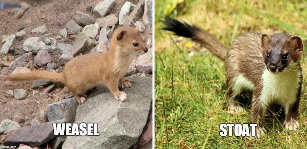 Weasel: Facts You Should Know Before Getting A Weasel