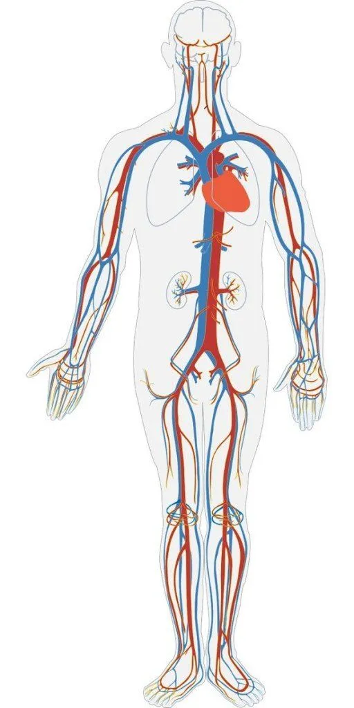 Blood vessels in the human bod