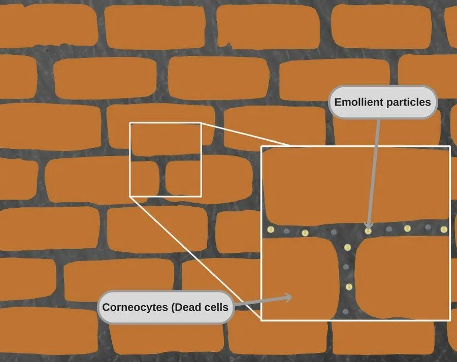 How Does A Skin Lotion (Moisturizer) Work?