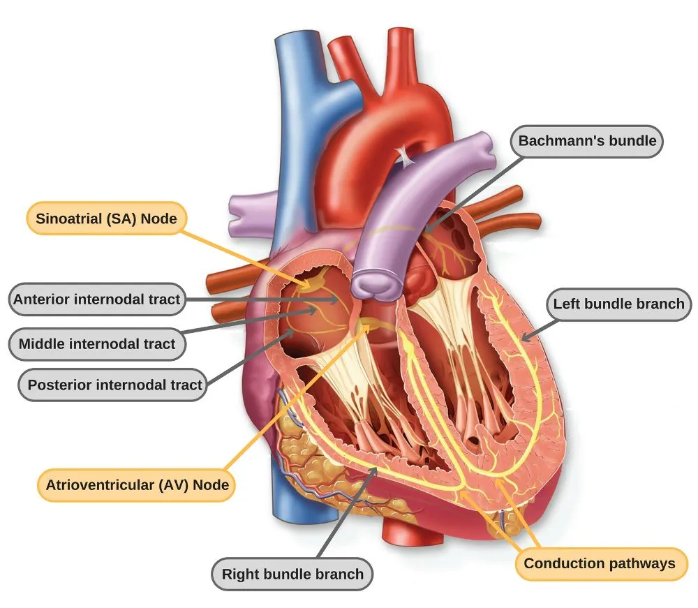 The cardiac conduction system (or electrical system) of the human heart.