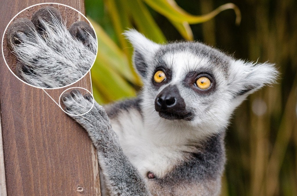 Lemur Fingernails