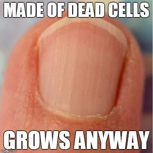 Why Do Humans Have Fingernails And Toenails?