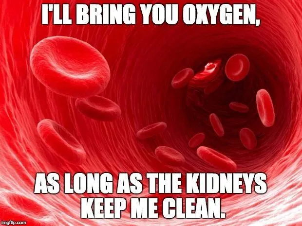 What Happens When One Or Both Kidneys Are Removed?