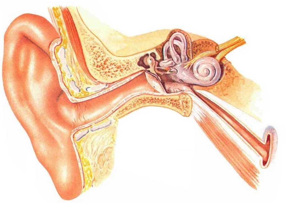 Basilar Membrane: What Is It? What Are Its Functions?