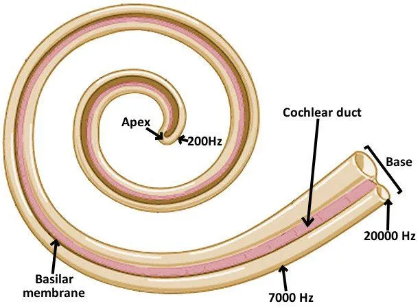 Basilar Membrane: What Is It? What Are Its Functions?
