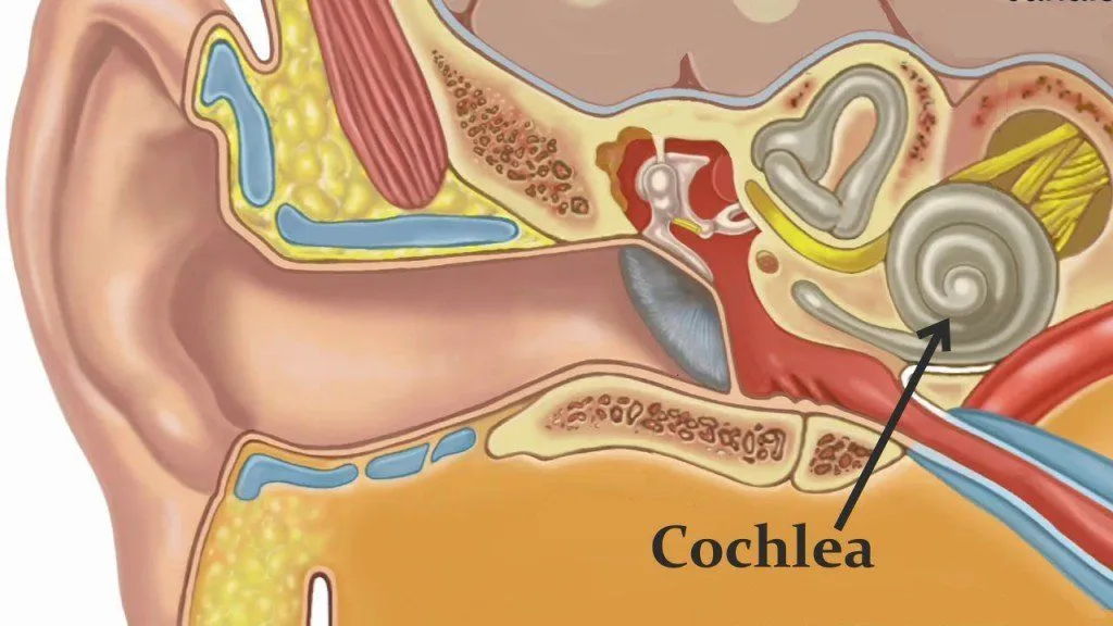 Basilar Membrane: What Is It? What Are Its Functions?