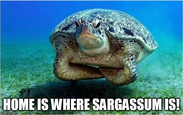 What Is The Sargasso Sea?