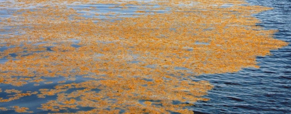 Sargassum seaweed in ocean