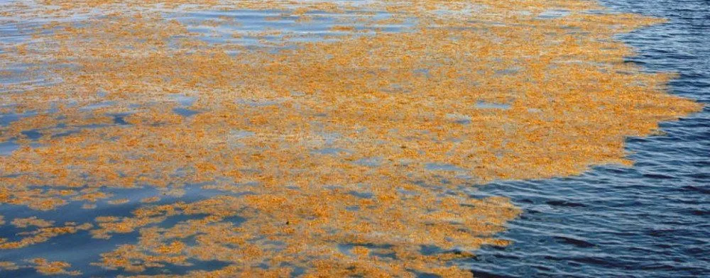Sargassum seaweed in ocean