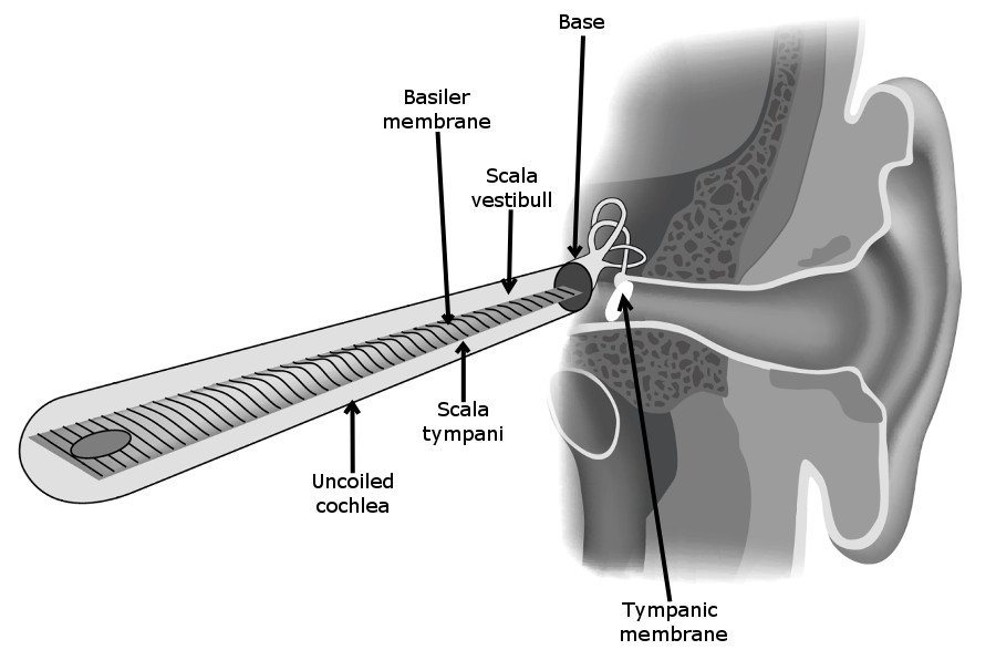 Uncoiled cochlea with basilar membrane
