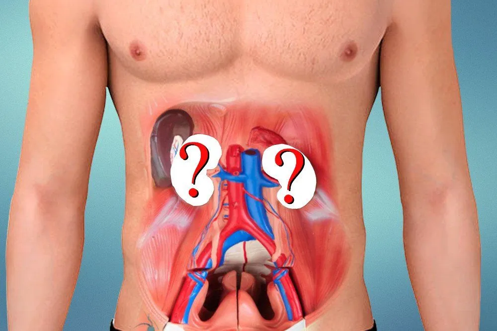 What Happens When One Or Both Kidneys Are Removed?
