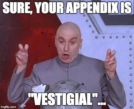 What Does The Appendix Do?