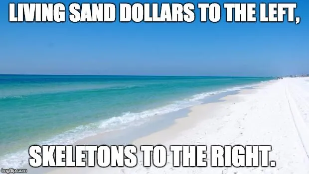 What Are Sand Dollars?