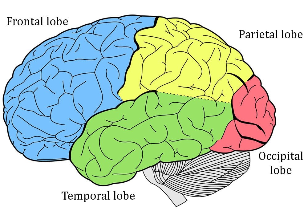 Brain & its different lobe