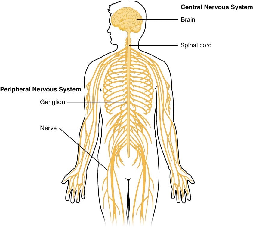 Central Nervous System