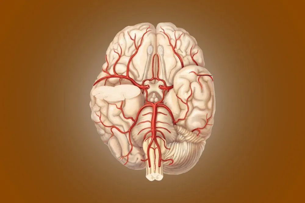 Circle Of Willis: Anatomy, Diagram And Functions