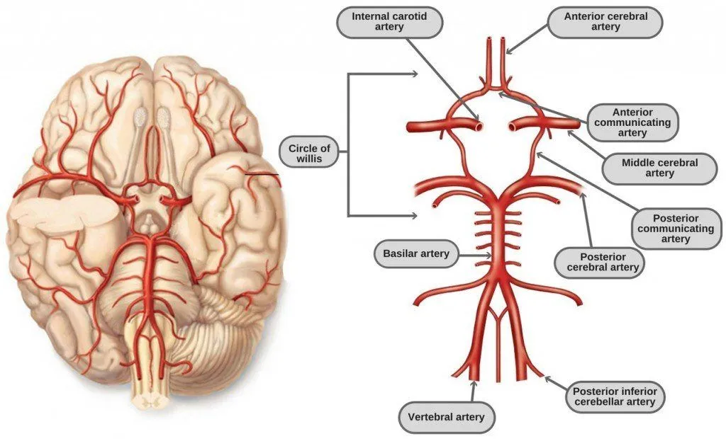 Circle Of Willis: Anatomy, Diagram And Functions