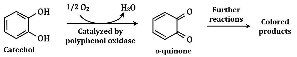 Why Do Apples Turn Brown? How To Keep Apples From Turning Brown?