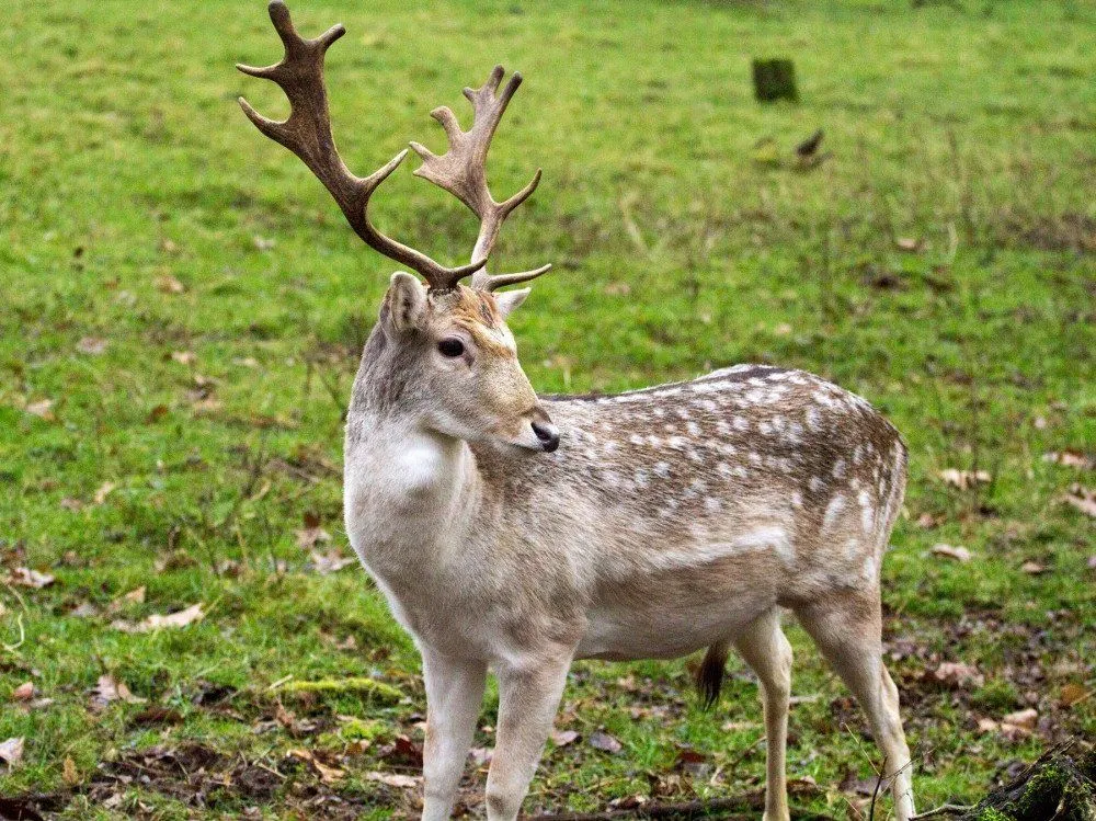 Reindeer