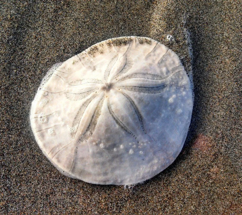 What Are Sand Dollars?