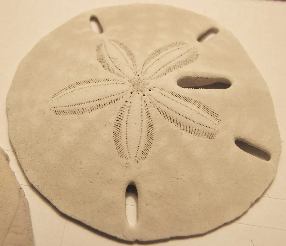 Sand dollar