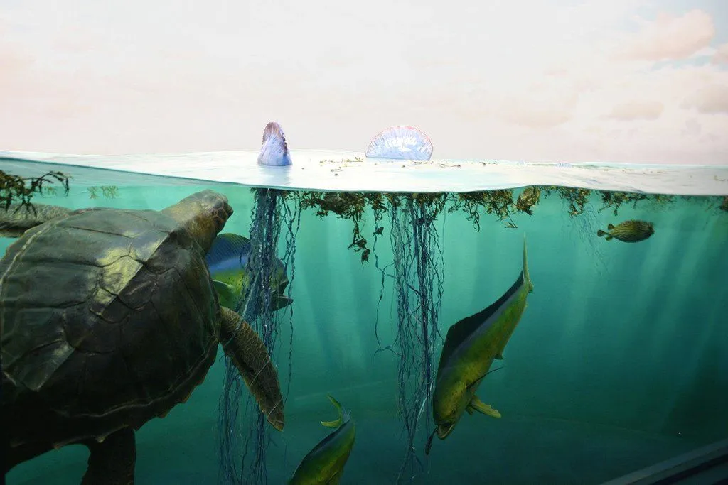 What Is The Sargasso Sea?