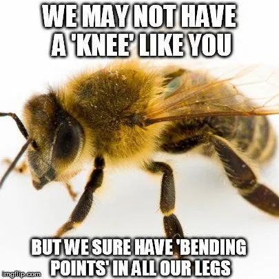 Do Bees Have Knees?