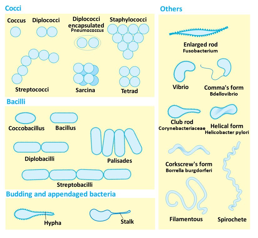 Bacteria shapes