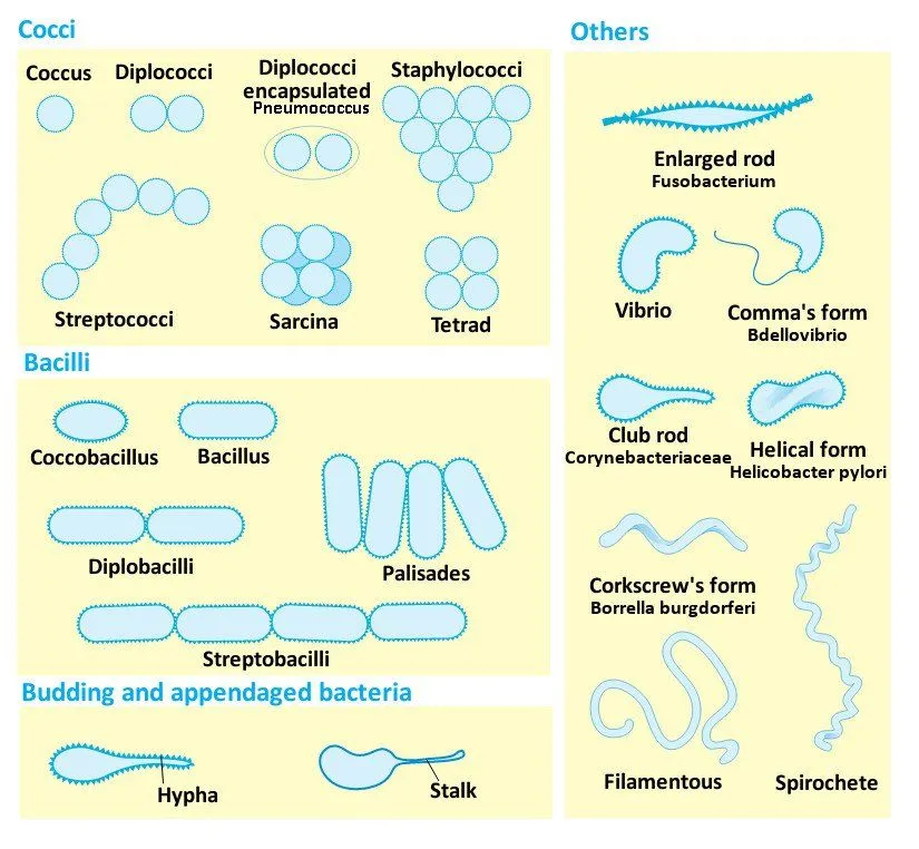 Bacteria shapes