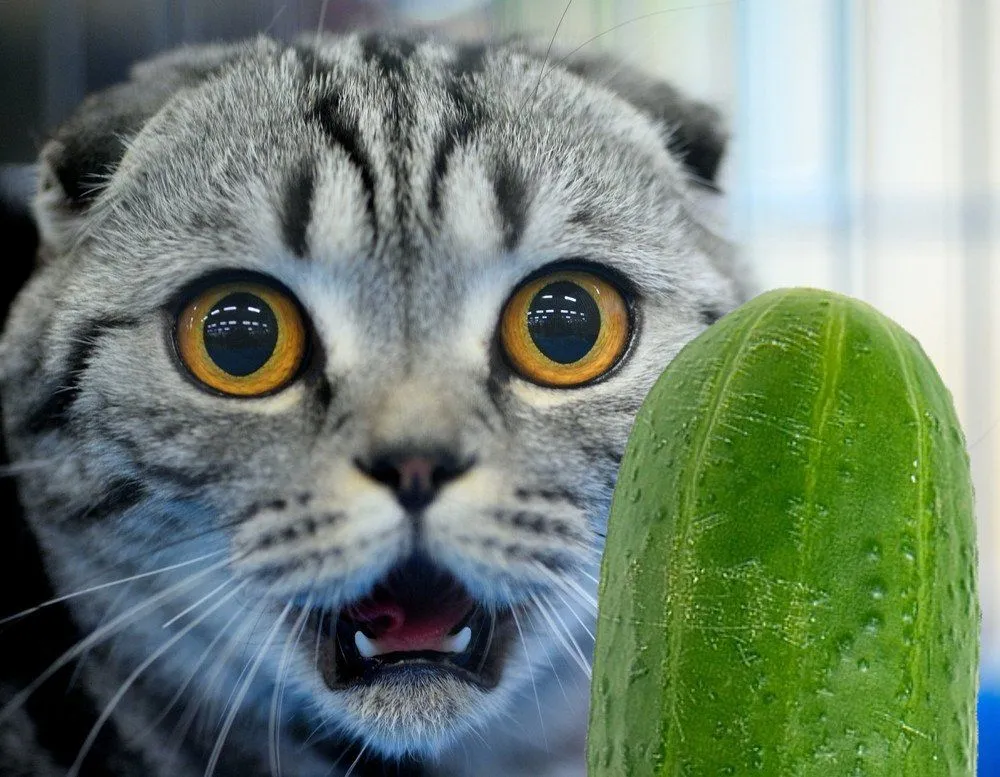 Cats And Cucumbers: Why Are Cats Afraid Of Cucumbers?