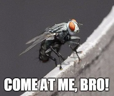 How Do Flies Fly Into Hard Surfaces And Not Get Hurt?