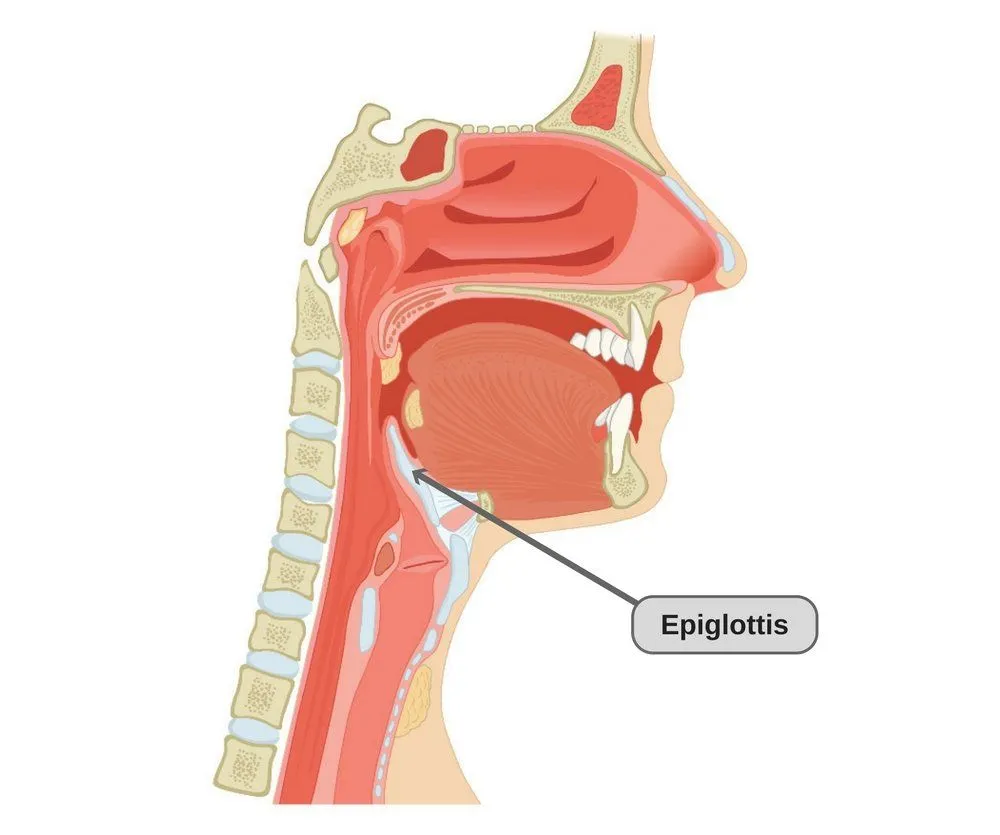 The epiglottis (Photo Credit: CFCF / Wikimedia Commons)