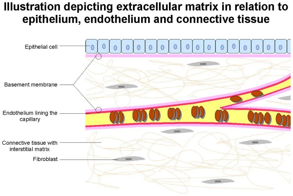 Extracellular Matrix