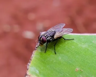 Housefly
