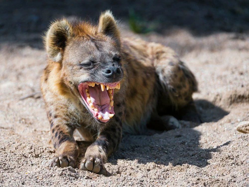 Why Do Hyenas Laugh?