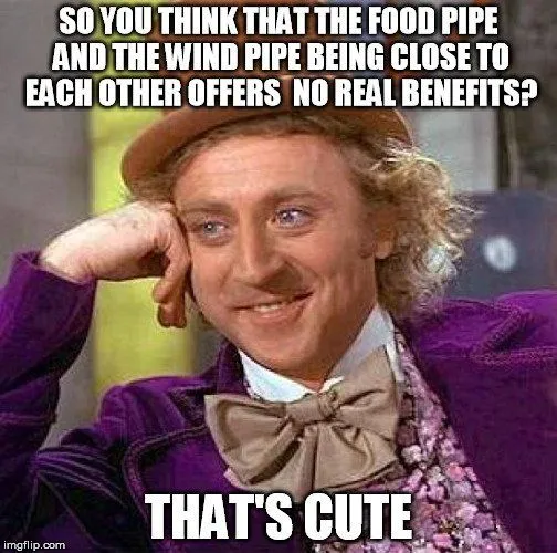 Why Is The Food Pipe (Esophagus) Located So Close To The Windpipe (Trachea)?