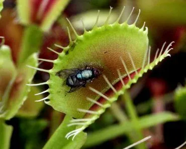 Venus fly trap plant eating fly