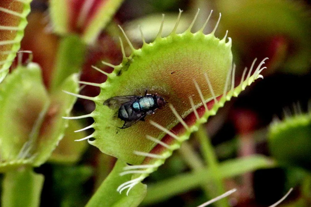 Why Are Some Plants Carnivorous?