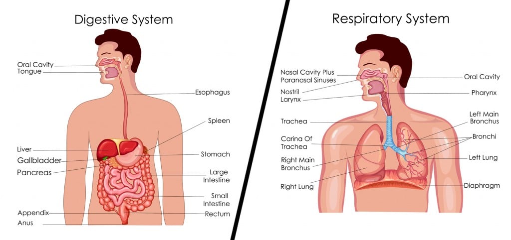 digestive system and respiratory system