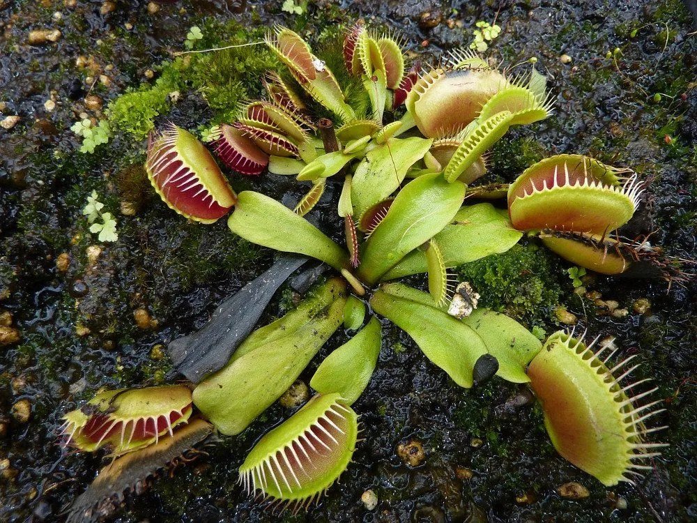 Why Are Some Plants Carnivorous?