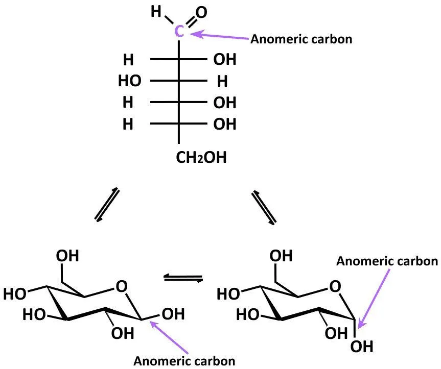 What’s The Difference Between Epimers And Anomers?