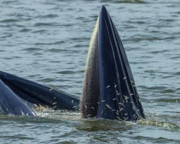 Close up of Bryde's whale eating Anchovy in Thailand( kajornyot wildlife photography)s