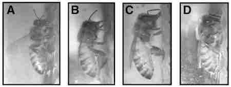 Differences in the sleep architecture of forager and young honeybees