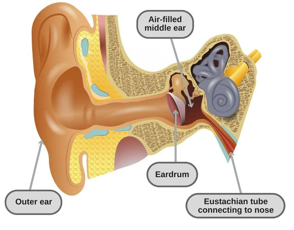 Eardrum and other important components of the ear. (Photo Credit : / Shutterstock)